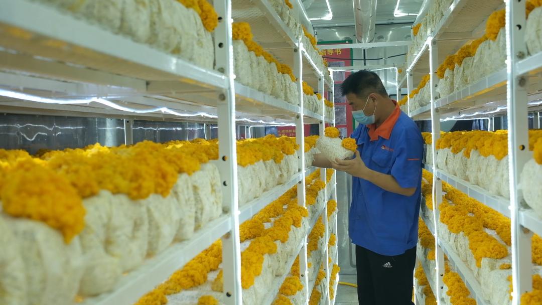 ɽ�|���f�����S�𡱮a(ch��n)�I(y��)����ġ������������Ƽ���(w��n)�a(ch��n)��